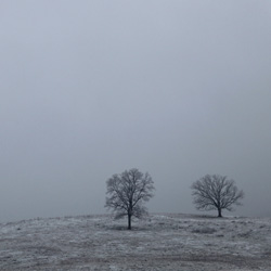 two trees on a bare hill in the snow